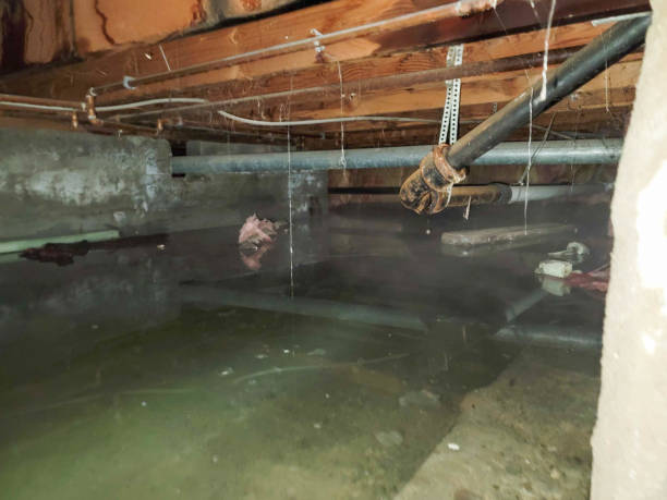 Best Mold removal after water damage  in Herscher, IL